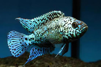 Cichlasoma Octofasciatus Electric Blue Jack Dempsey Cichlid 3cm.