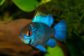 Electric Blue Ram Mikrogeophagus Ramirezi 3cm.