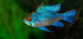 Electric Blue Ram Mikrogeophagus Ramirezi 3cm.