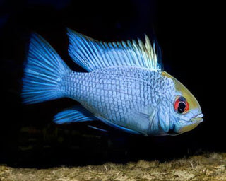 Electric Blue Ram Mikrogeophagus Ramirezi 3cm.