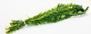 Egeria densa