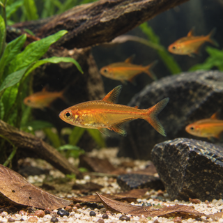 Ember Fire Tetra