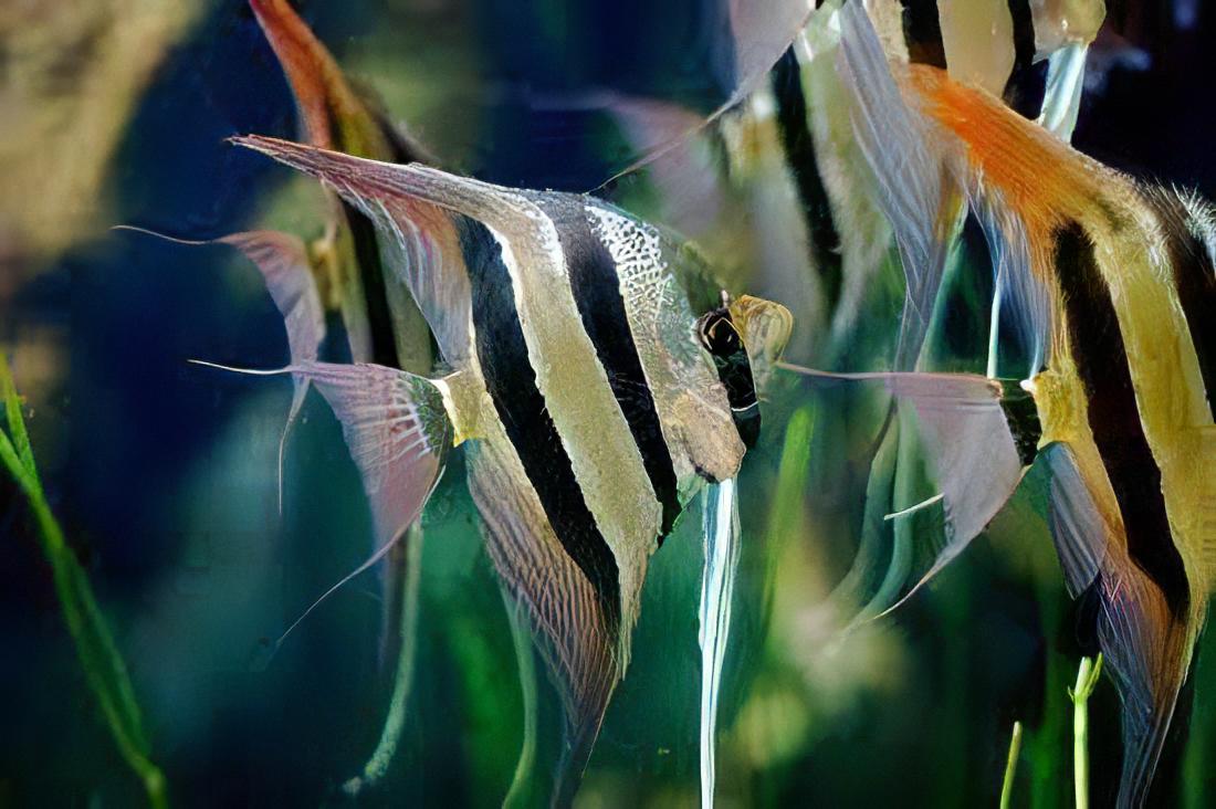 Altum Angelfish Orinoco Pterophyllum Altum 5cm.