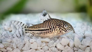False Julii Corydoras Trilinieatus 4cm Catfish.
