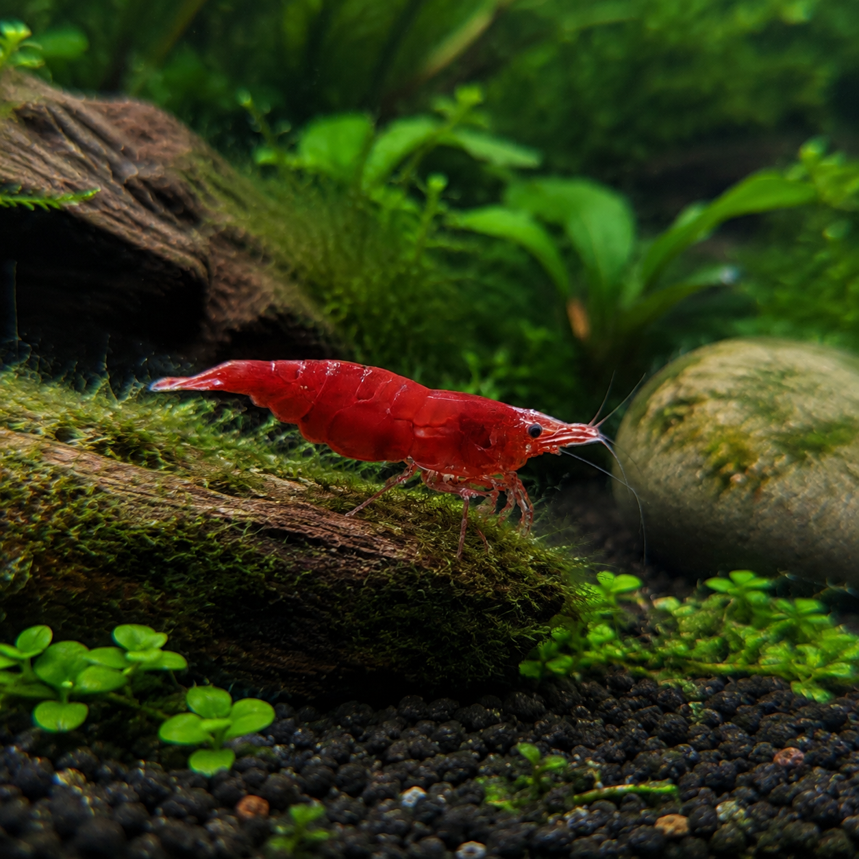 Fire Blood Red Shrimp Grazing Mossy Driftwood