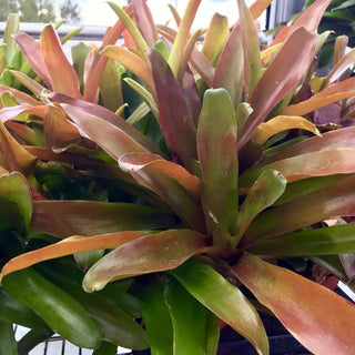 Bromeliad (Nidularium 'Fireball')