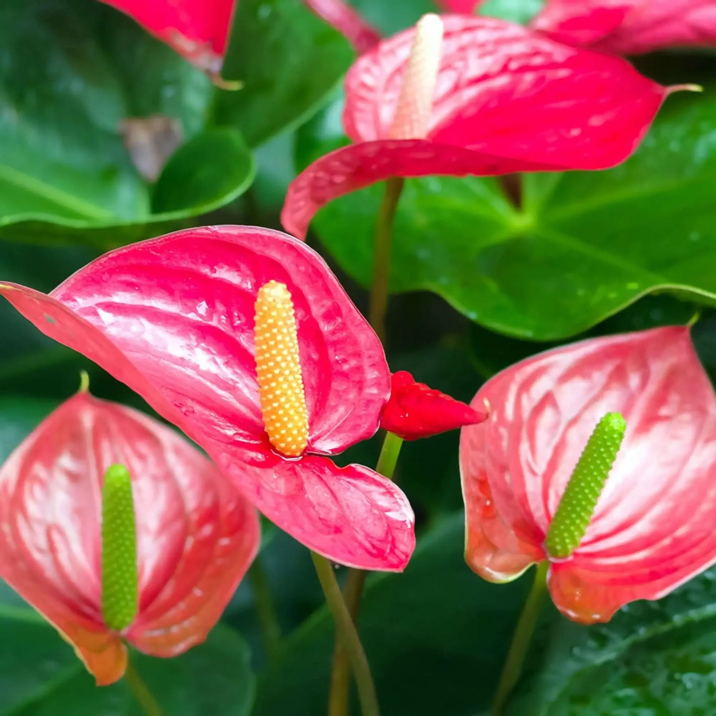 Flamingo Flower (Anthurium sp.)
