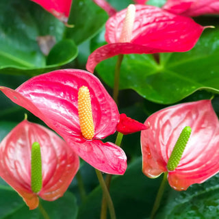 Flamingo Flower (Anthurium sp.)
