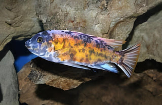 Labidochromis Fuelleborni Orange Blotch Malawi African Cichlid Small 2 Inches.