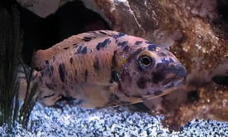 Labidochromis Fuelleborni Orange Blotch Malawi African Cichlid Small 2 Inches.