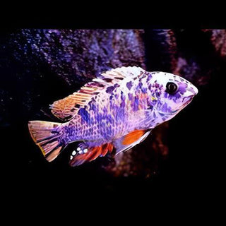 Labidochromis Fuelleborni Orange Blotch Malawi African Cichlid Small 2 Inches.