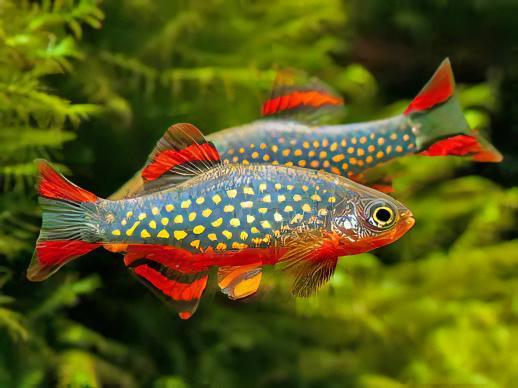 Galaxy Rasbora Danio Margaritatus 2cm.