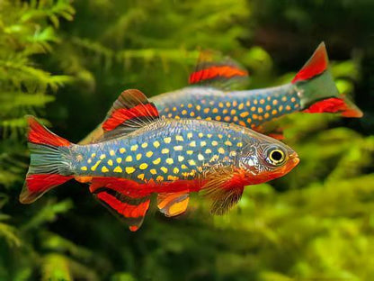 Galaxy Rasbora Danio Margaritatus 2cm.