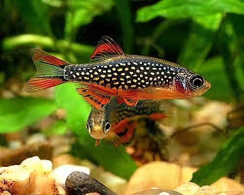 Galaxy Rasbora Danio Margaritatus 2cm.