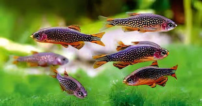 Galaxy Rasbora Danio Margaritatus 2cm.