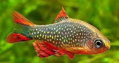 Galaxy Rasbora Danio Margaritatus 2cm.