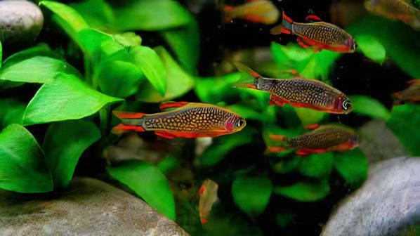 Galaxy Rasbora Danio Margaritatus 2cm.