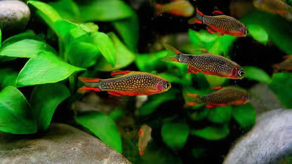 Galaxy Rasbora Danio Margaritatus 2cm.