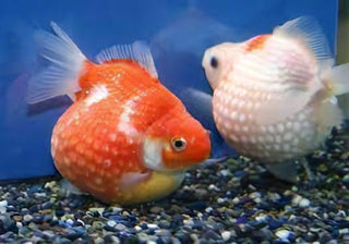 Giant Red Pearlscale Grade AA Goldfish Carassius Auratus.