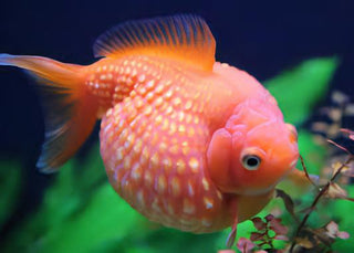 Giant Red Pearlscale Grade AA Goldfish Carassius Auratus.
