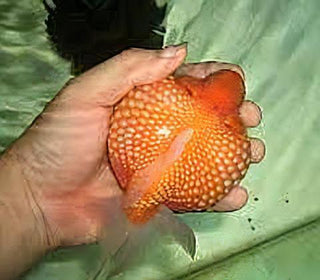 Giant Red Pearlscale Grade AA Goldfish Carassius Auratus.