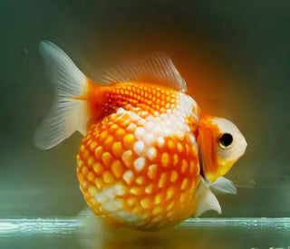 Giant Red Pearlscale Grade AA Goldfish Carassius Auratus.