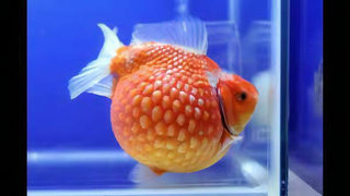 Giant Red Pearlscale Grade AA Goldfish Carassius Auratus.
