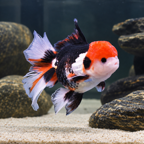Giant Tri Colour Oranda Grade AA Goldfish