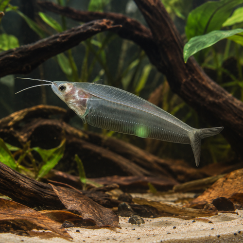 Glass Catfish