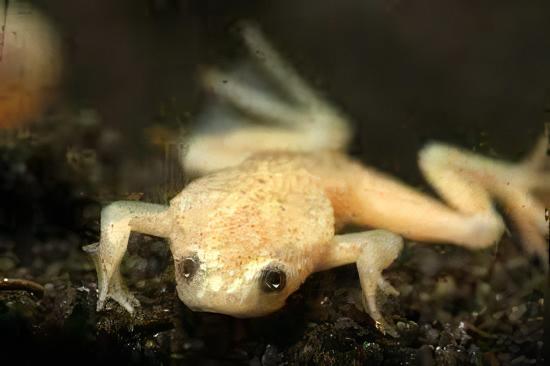Gold African Dwarf Frog Hymenochirus Boettgeri 3cm.