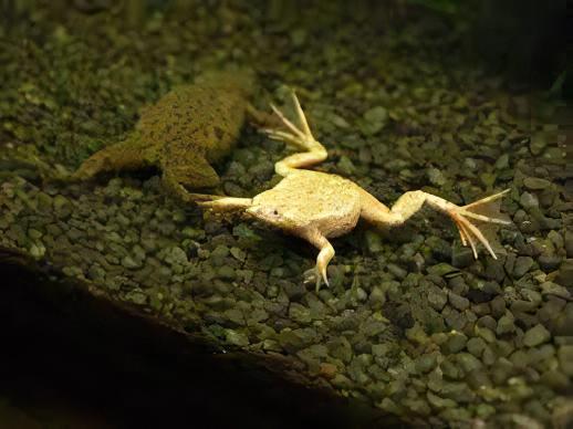 Gold African Dwarf Frog Hymenochirus Boettgeri 3cm.