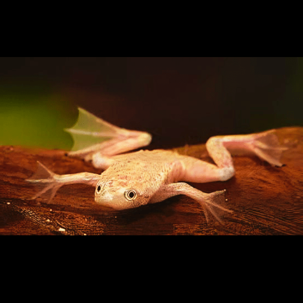 Gold African Dwarf Frog Hymenochirus Boettgeri 3cm.