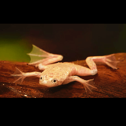 Gold African Dwarf Frog Hymenochirus Boettgeri 3cm.