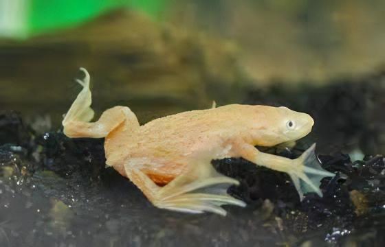 Gold African Dwarf Frog Hymenochirus Boettgeri 3cm.