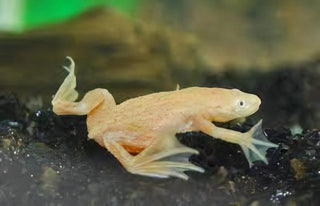 Gold African Dwarf Frog Hymenochirus Boettgeri 3cm.