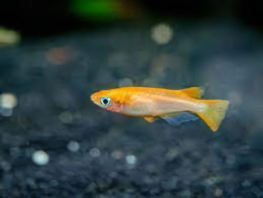 Gold Rice Fish Tetra Oryzias Latipes 3cm.
