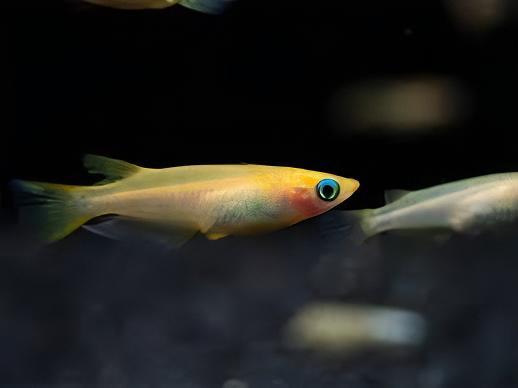 Gold Rice Fish Tetra Oryzias Latipes 3cm.
