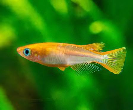 Gold Rice Fish Tetra Oryzias Latipes 3cm.