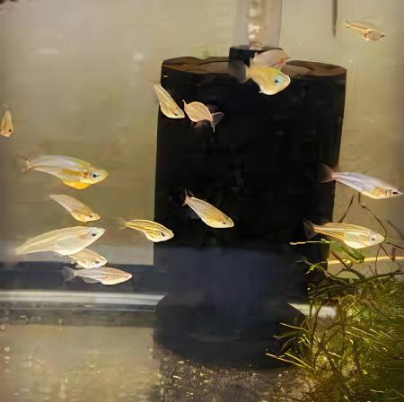 Gold Rice Fish Tetra Oryzias Latipes 3cm.