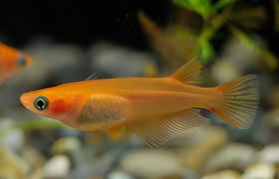 Gold Rice Fish Tetra Oryzias Latipes 3cm.