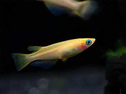 Gold Rice Fish Tetra Oryzias Latipes 3cm.