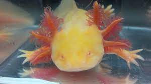 Albino Golden Red Eye Axolotl Ambystoma Mexicanum.