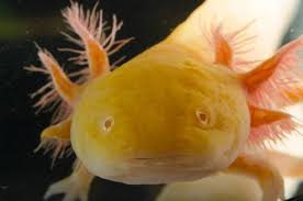 Albino Golden Red Eye Axolotl Ambystoma Mexicanum.