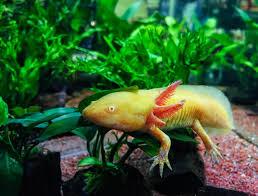 Albino Golden Red Eye Axolotl Ambystoma Mexicanum.