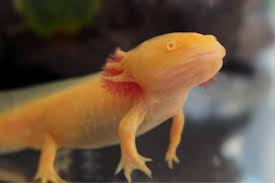 Albino Golden Red Eye Axolotl Ambystoma Mexicanum.
