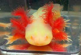 Albino Golden Red Eye Axolotl Ambystoma Mexicanum.