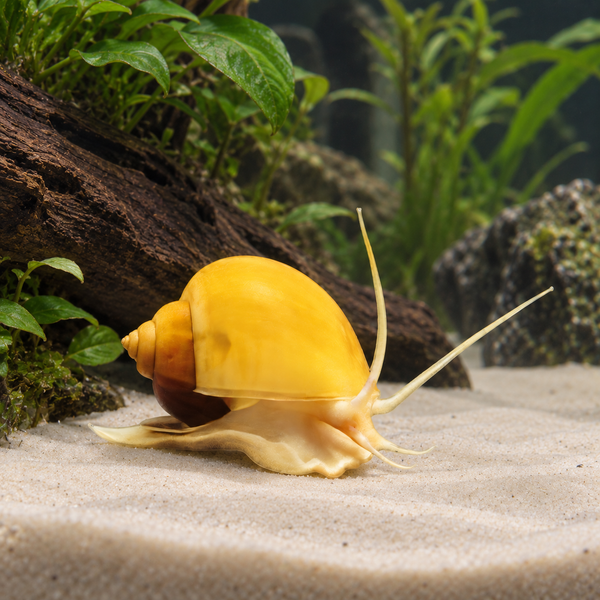 Golden Apple Mystery Snail