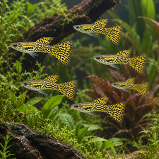 Golden Male Snakeskin Endler Guppy