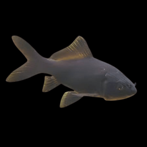 Goldfish Black Carassius Auratus.