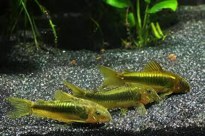 Green Laser Corydoras SP CW009 3cm Catfish.
